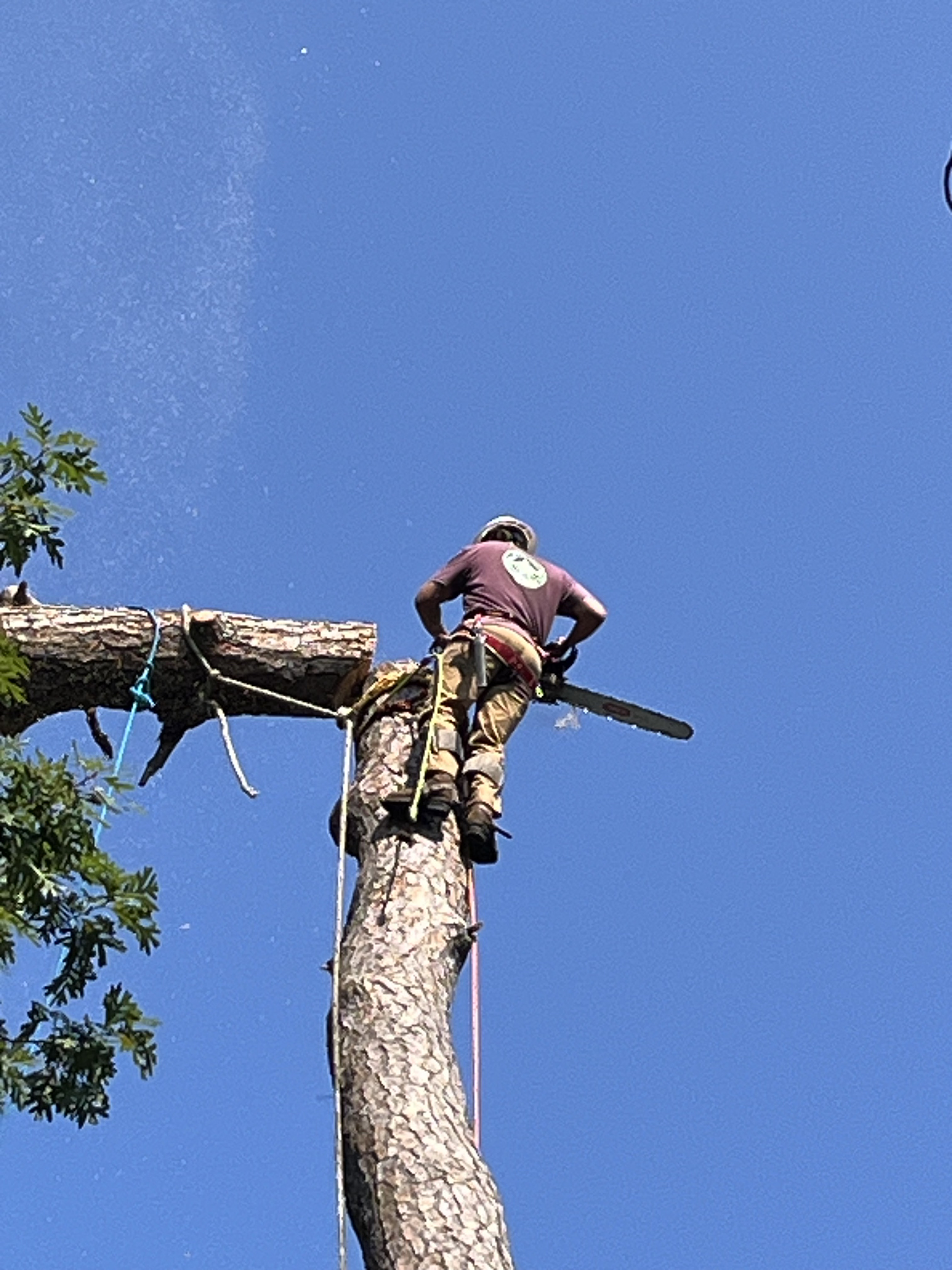 Tree removal expert cutting large pine tree safely