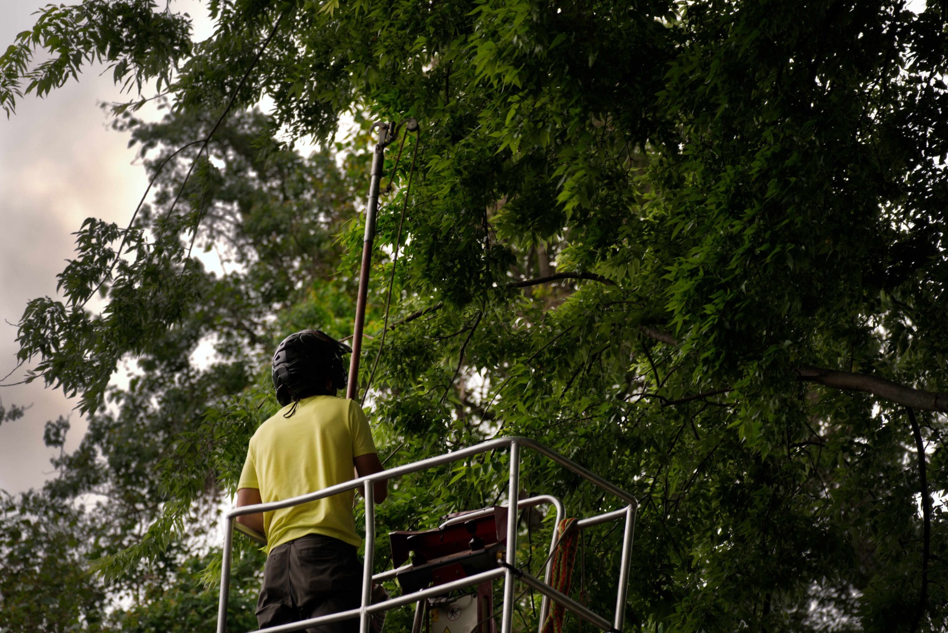 Tree service professional pruning large residential trees to improve curb appeal and maintain healthy tree growth.